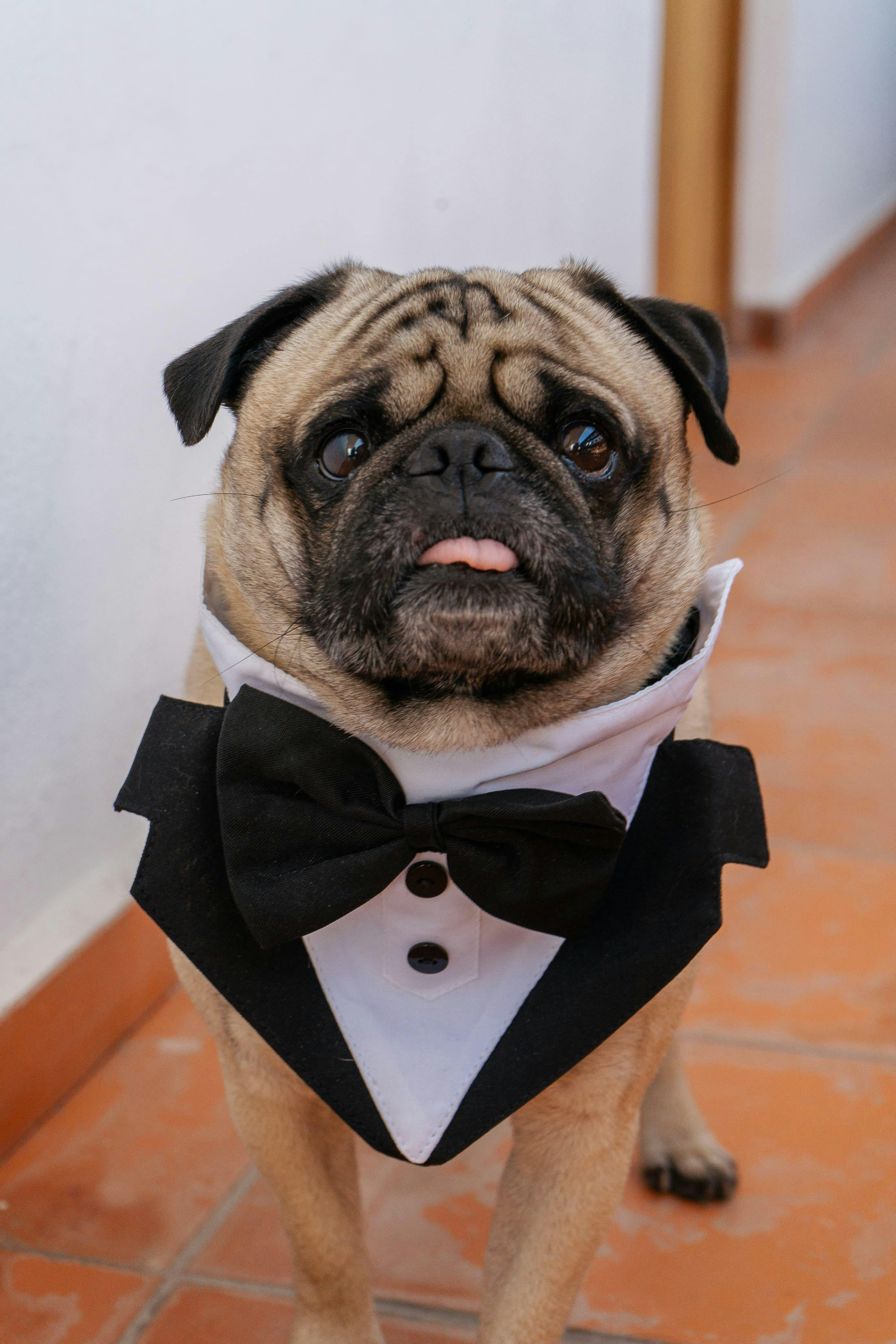 Dog at wedding with bow tie